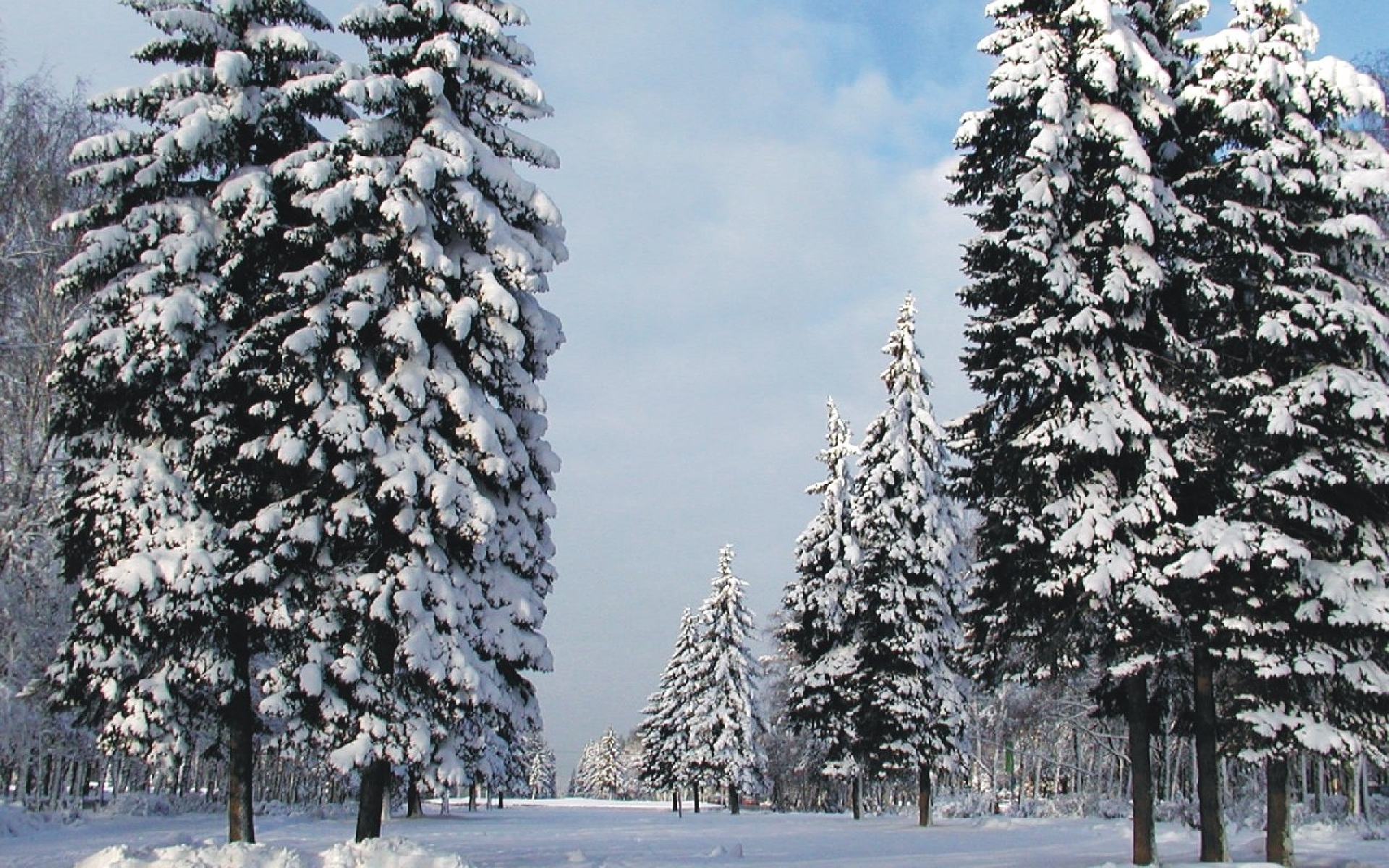 Хвойные в снегу. Сосна зимой. Хвойные деревья в снегу. Сосны в снегу. Зимние ели.