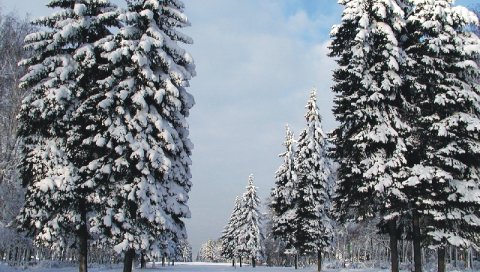 Сосны, деревья, зима