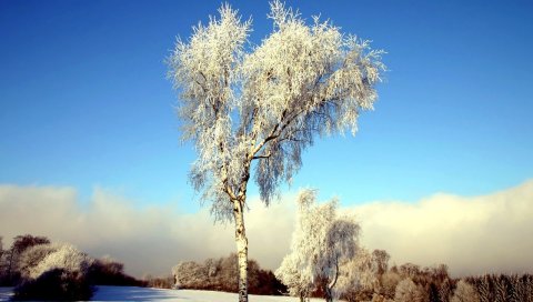 Дерево, береза, поле, зима, снег