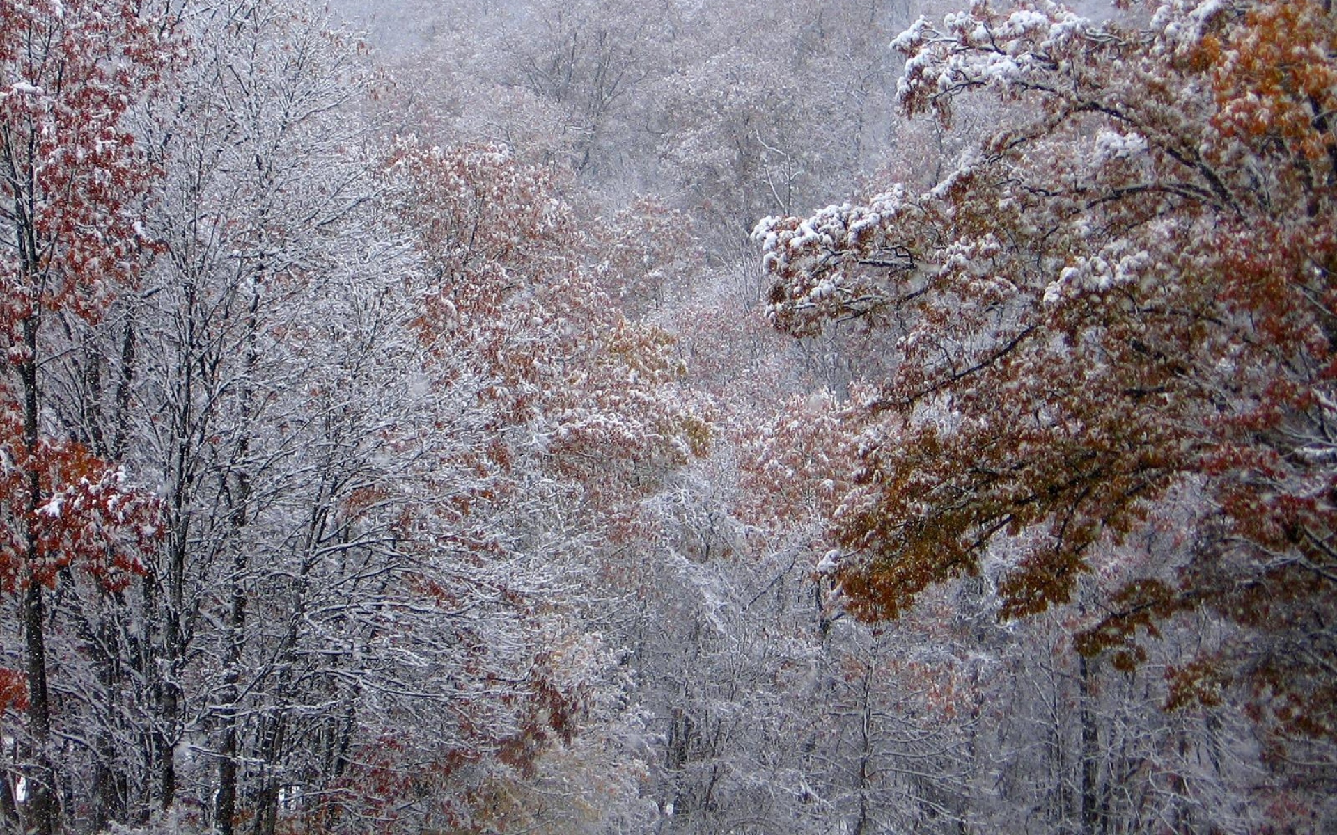 Самая поздняя зима. Первый снег. Снежная осень. Поздняя зима. Осень снег.