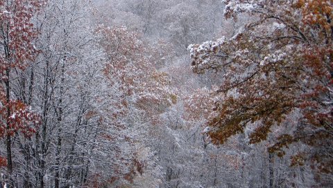 Осень, деревья, листья, снег