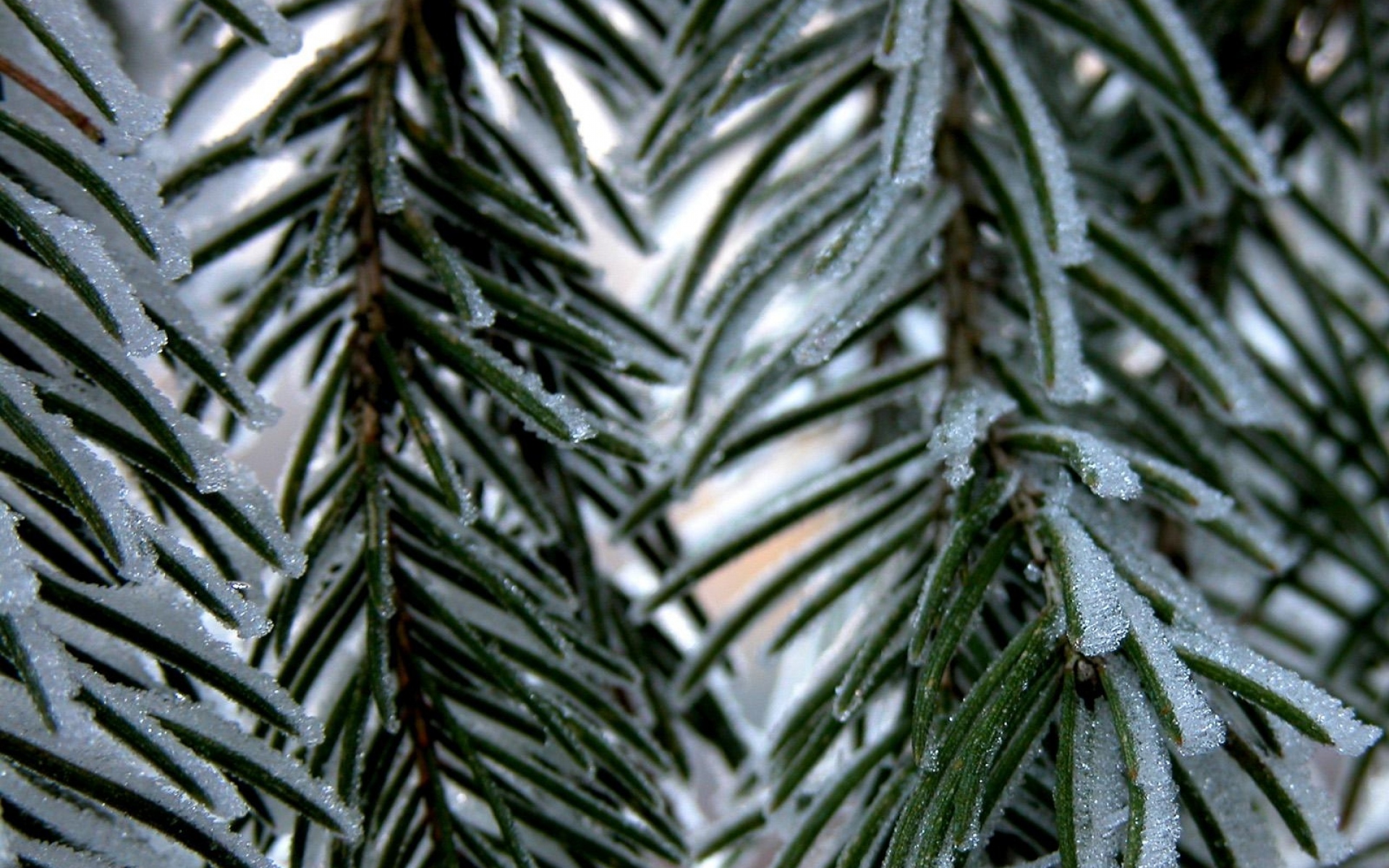 Fur tree