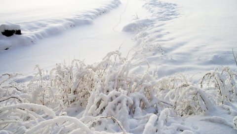 Снег, трава, зима, крышка
