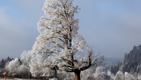 Дерево, половина, крона, зима, ветви, снег