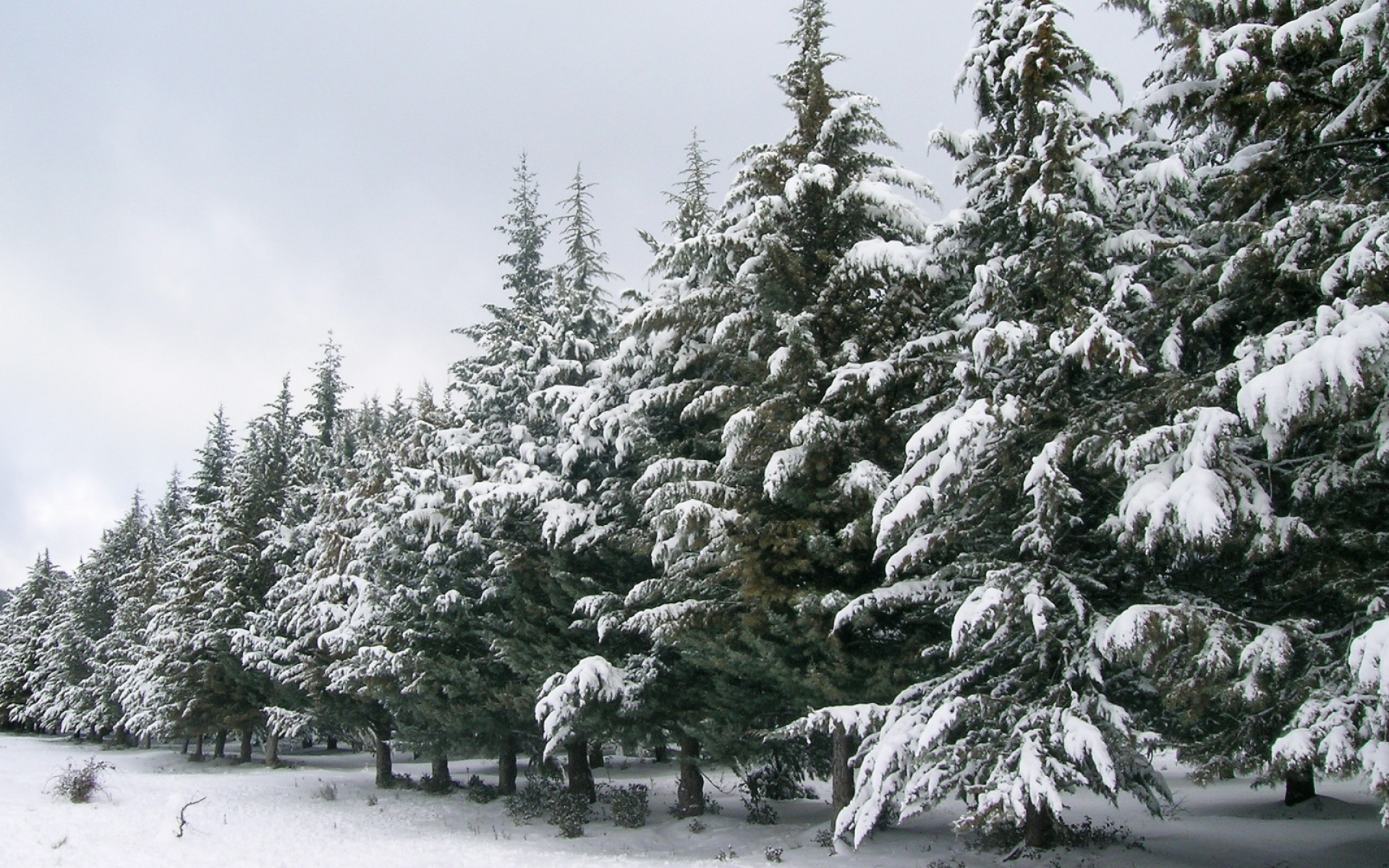 Хвойные в снегу. Хвойные деревья в снегу. Зимний еловый лес. Хвойный лес зимой. Елка в снегу.