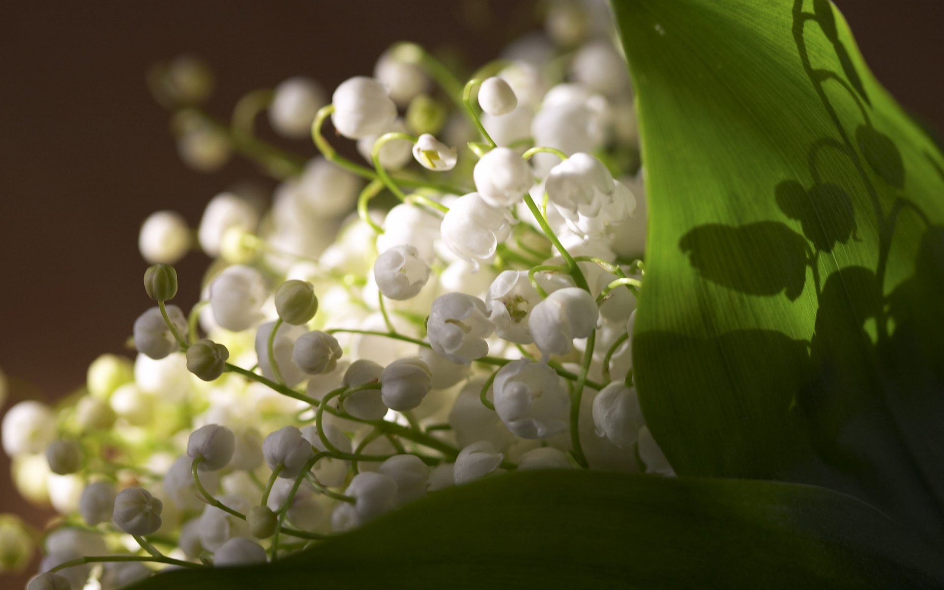 Картинки Макро, цветы, muguet, белый, зеленый фото и обои на рабочий стол