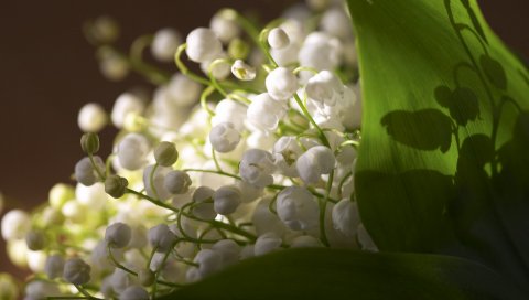 Макро, цветы, muguet, белый, зеленый