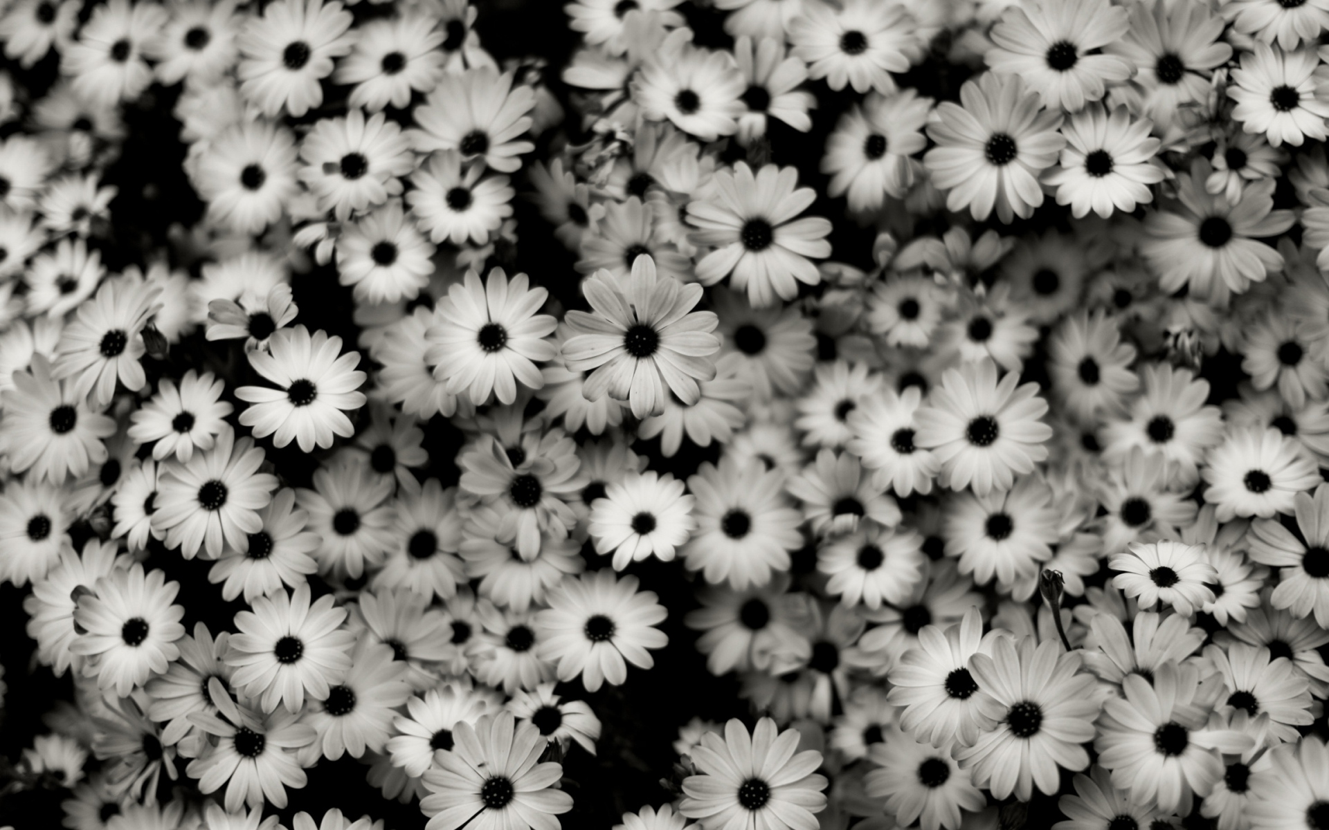 Картинки Черный белый, цветы, серый, ромашки фото и обои на рабочий стол
