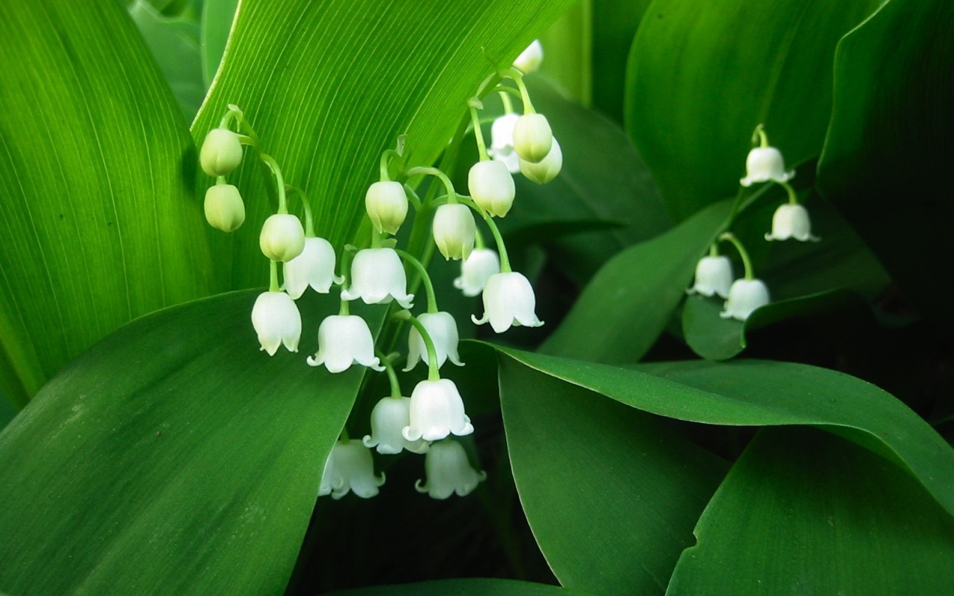 Картинки Цветы, muguet, зеленый, белый фото и обои на рабочий стол