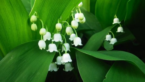 Цветы, muguet, зеленый, белый