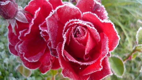 Роза, красный, мороз, снег