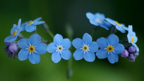 Цветы, синий, зеленый, маленький