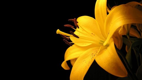 Лилия, желтый, цветок, пятнистый