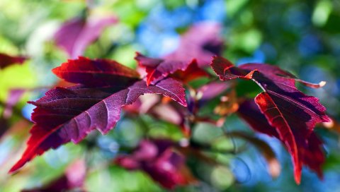 Листья, лиловый, фиолетовый, ветка, зеленый