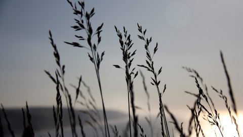 Трава, синий, небо, ночь, ветер