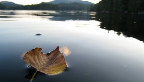 Лист, осень, сушат, вода, плавают