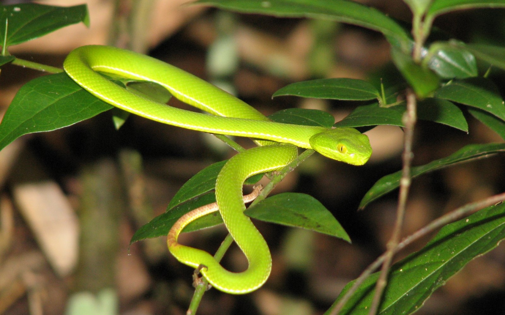 Тонкая змейка. Маленькая зеленая змейка. Салатовая змея. Тонкая зеленая змея. Зеленые травяные змеи.
