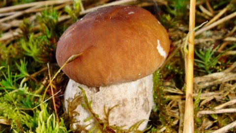 Cep, съедобный, трава, земля, шляпа