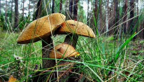 Коричневый колпачок, три, трава, земля