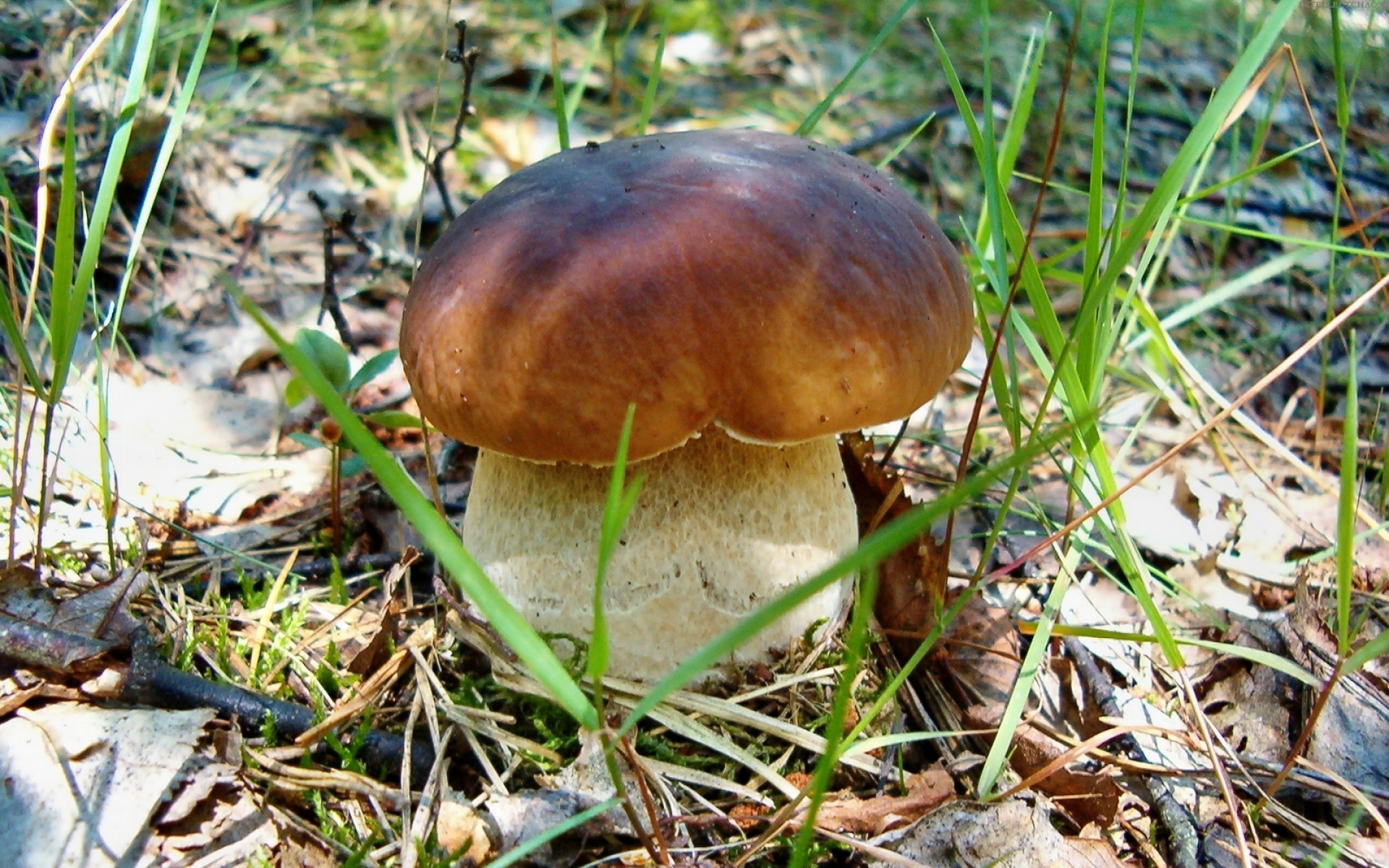 Белый гриб Боровик фото