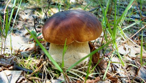 Cep, земля, трава, листья