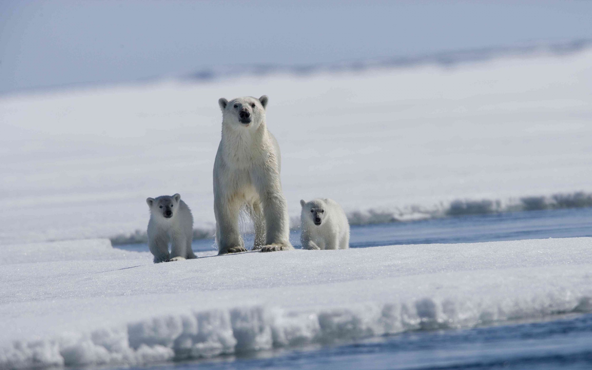 Картинки Арктическая сказка, белый медведь, медведи, ребенок, молодой, лед, снег фото и обои на рабочий стол