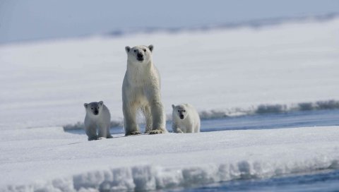 Арктическая сказка, белый медведь, медведи, ребенок, молодой, лед, снег
