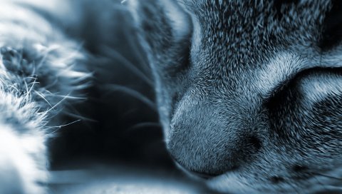 Кошка, лицо, нос, серый