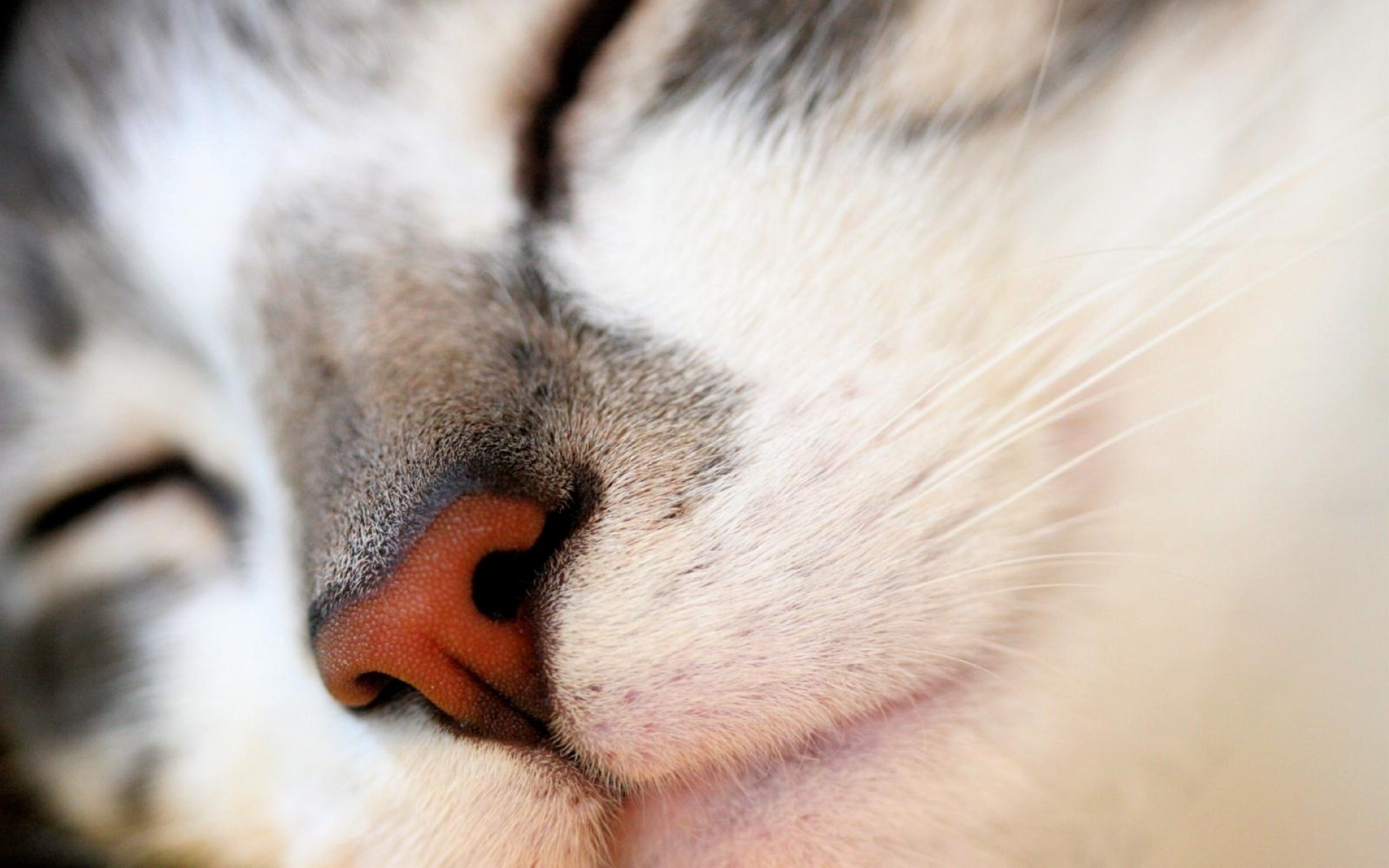 Кошка ест нос. Нос кошки. Кошачий носик. Кошачьи носы крупным планом. Носик кошечки.