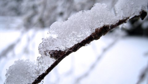 Снег, ветка, белый, коричневый