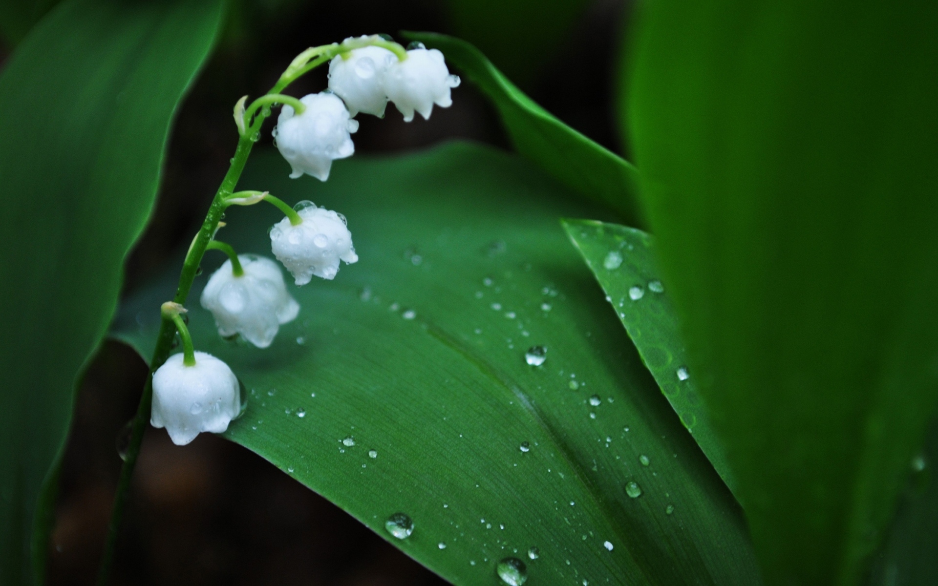 Картинки Muguet, цветок, зеленый, белый фото и обои на рабочий стол
