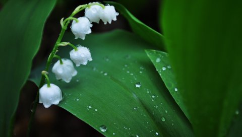 Muguet, цветок, зеленый, белый