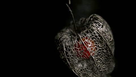 Цветок, растение, коричневый, красный, черный