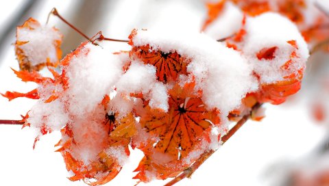 Цветы, растения, снег, оранжевый, яркий
