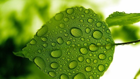 Лист, зеленый, капли, вода, форма