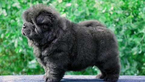 Собака, щенок, черный, пушистый