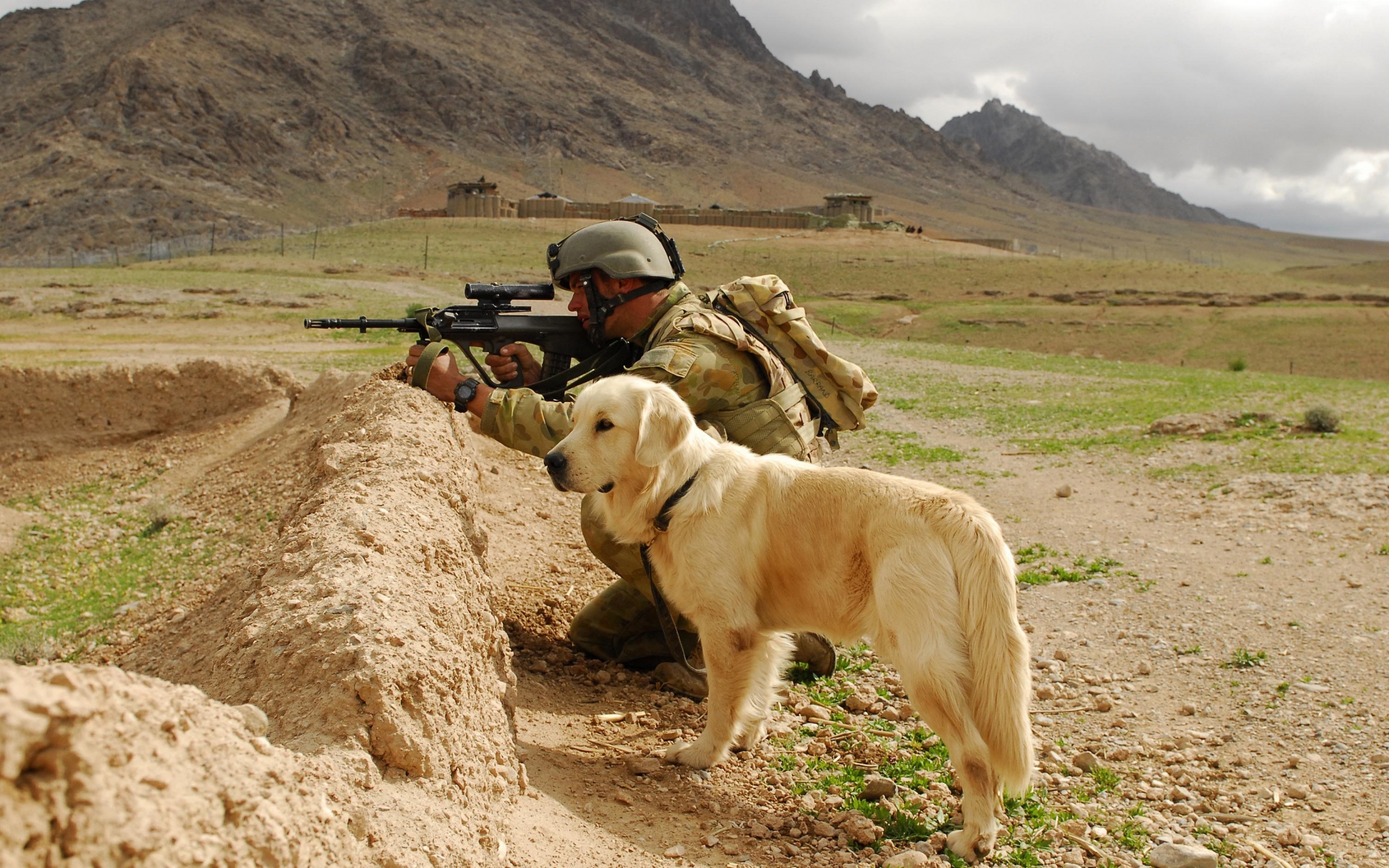 Картинки Собака, овчарка, война, белый фото и обои на рабочий стол
