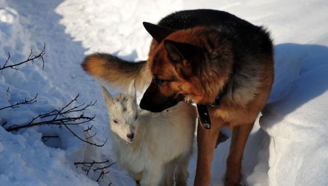 Собака, охота, снег, зима