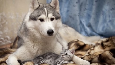 Собака, кошка, котенок, ложь