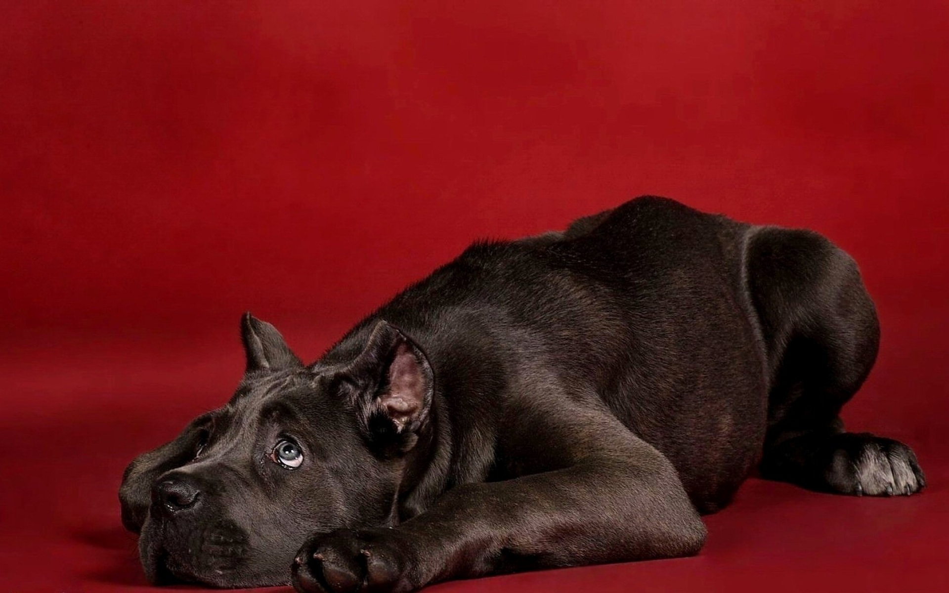 Картинки Собака, коричневый, пух, красный фото и обои на рабочий стол