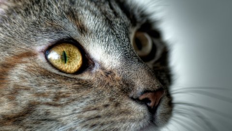 Макро, кошка, глаза, лицо