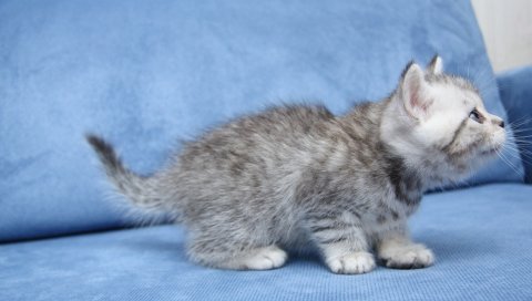 Котенок, кошка, милый, пушистый