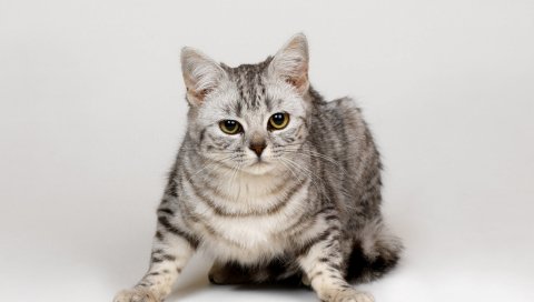Котенок, серый, морда, полоски