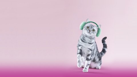 Кошка, наушники, сирень, смешные