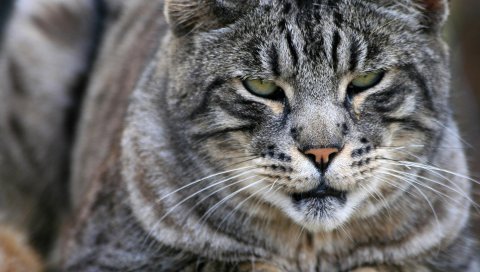 Кошка, лицо, нос, рот, серый