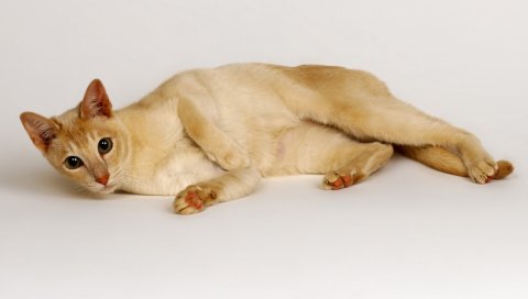 Кошка, лежа, красная, светлая