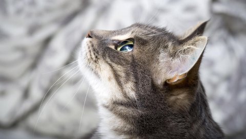 Кошка, лицо, глаза, красивые