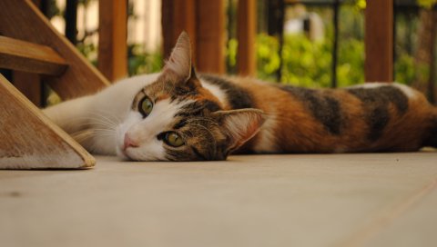 Кошка, лежа, простая, хорошая