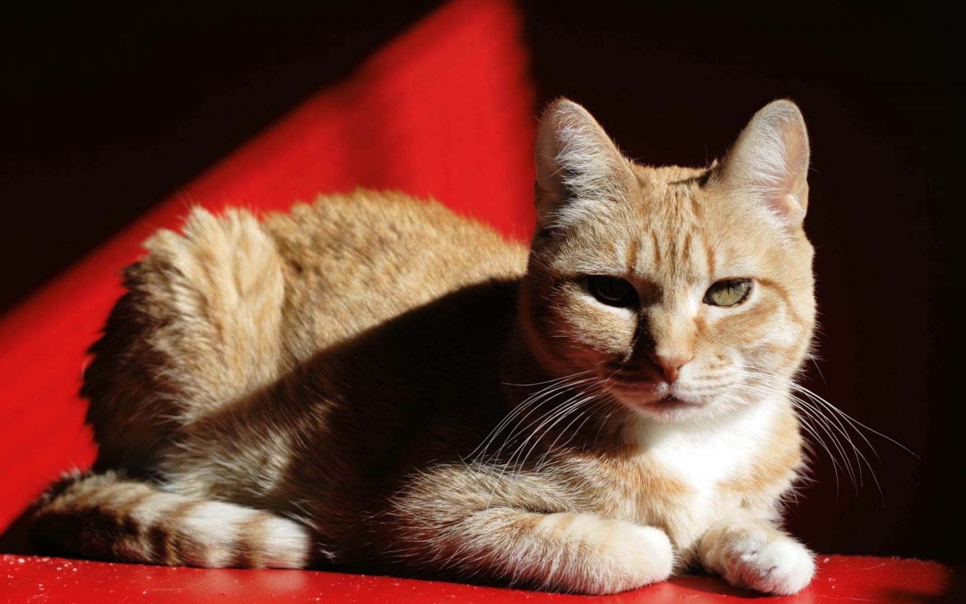 Red cat папа. Европейский короткошерстный кот рыжий. Европейская кошка короткошерстная красный тэбби. Европейская короткошерстная кошка рыжая. Кошка на Красном фоне.