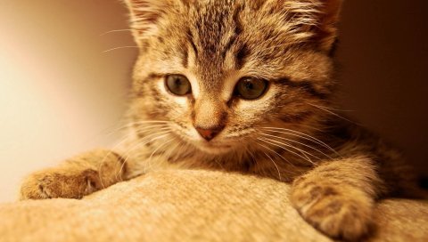 Кошка, кошки, котенок, имбирь